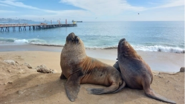 VI&Ntilde;A DEL MAR E VALPARA&Iacute;SO
